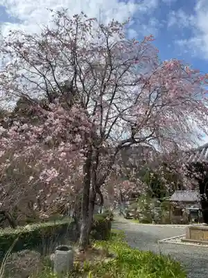 三鈷寺(京都府)