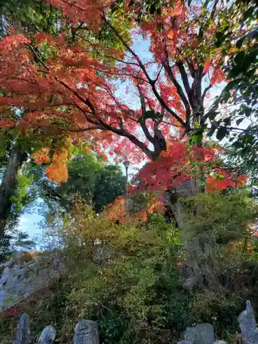 達磨寺の庭園