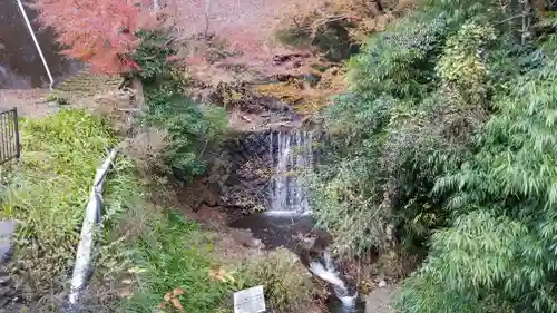 大山阿夫利神社の自然