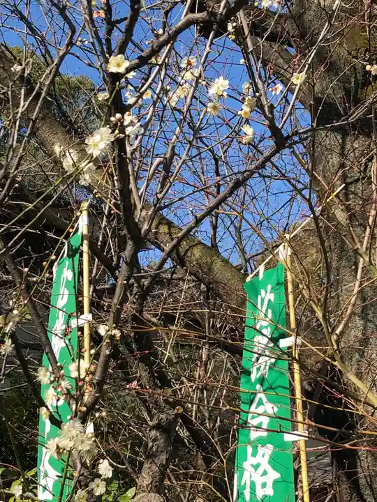 阿佐ヶ谷神明宮の自然