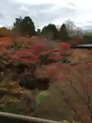 東福禅寺（東福寺）の自然