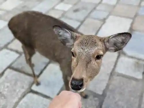 東大寺 法華堂（三月堂）の動物