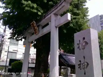 柏神社の{uncategorized: "未分類", other: "その他", undefined: "問題あり", building: "その他建物", grave: "お墓", sacred_gate: "鳥居", guardian: "狛犬", statue: "像", buddha: "仏像", history: "歴史", nature: "自然", garden: "庭園", animal: "動物", pagoda: "塔", temizu: "手水舎", mountain_gate: "山門・神門", sanctuary: "本殿・本堂", subordinate: "末社・摂社", art: "芸術", scenery: "景色", jizo: "地蔵", ema: "絵馬", goshuin: "御朱印", omikuji: "おみくじ", items: "授与品その他", amulet: "お守り", goshuincho: "御朱印帳", eats: "食事", festival: "お祭り", votive_dance: "神楽", shichigosan: "七五三参", wedding: "結婚式", experience: "体験その他", initially: "初詣", around: "周辺", anti_infection: "感染症対策"}
