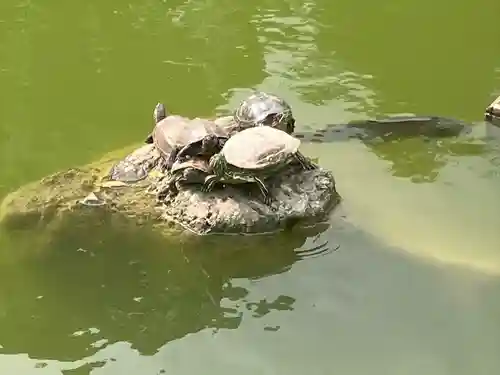 亀戸天神社の動物