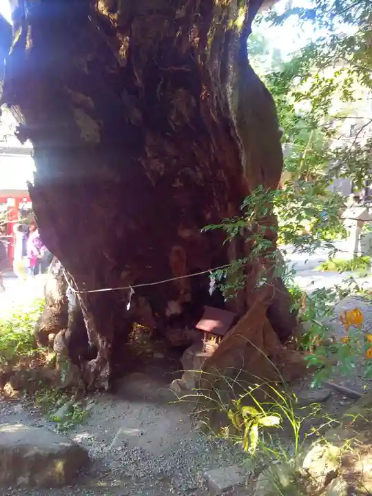 來宮神社の自然