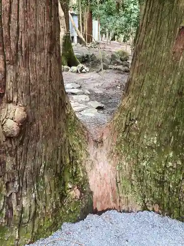 椿大神社の自然