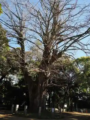 赤坂氷川神社(東京都)
