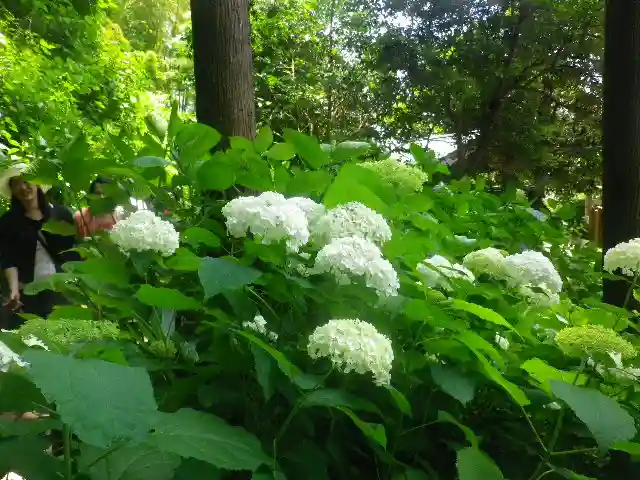 御霊神社の自然
