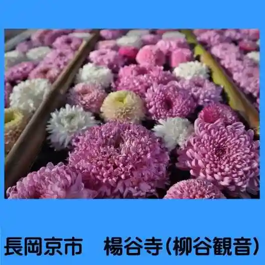 柳谷観音 楊谷寺(京都府)