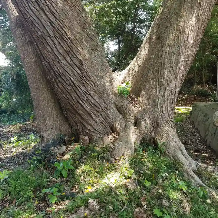 水神社の自然