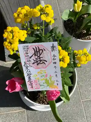 チューリップとカルセオラリアミダス(巾着草)
