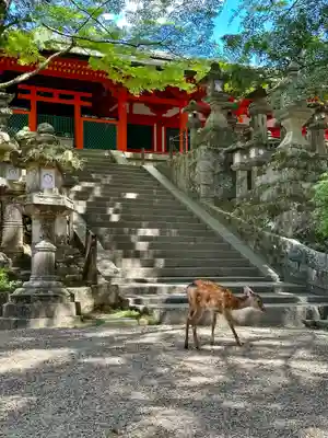 春日大社(奈良県)