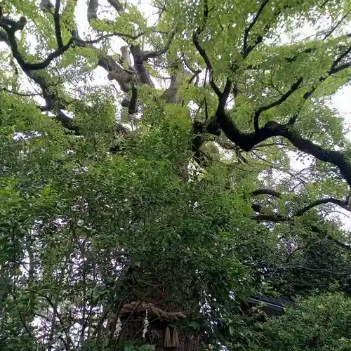 新熊野神社の自然