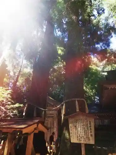 高千穂神社の自然