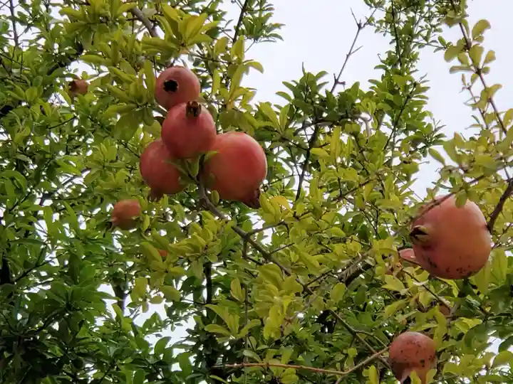 大日女尊神社の自然