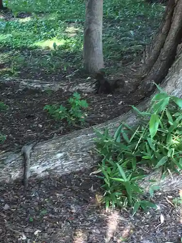 錦山天満宮の動物
