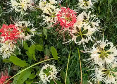 圓照寺(埼玉県)