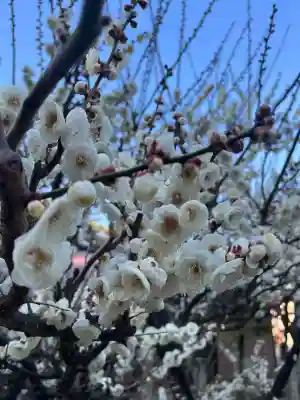 津八幡宮の{uncategorized: "未分類", other: "その他", undefined: "問題あり", building: "その他建物", grave: "お墓", sacred_gate: "鳥居", guardian: "狛犬", statue: "像", buddha: "仏像", history: "歴史", nature: "自然", garden: "庭園", animal: "動物", pagoda: "塔", temizu: "手水舎", mountain_gate: "山門・神門", sanctuary: "本殿・本堂", subordinate: "末社・摂社", art: "芸術", scenery: "景色", jizo: "地蔵", ema: "絵馬", goshuin: "御朱印", omikuji: "おみくじ", items: "授与品その他", amulet: "お守り", goshuincho: "御朱印帳", eats: "食事", festival: "お祭り", votive_dance: "神楽", shichigosan: "七五三参", wedding: "結婚式", experience: "体験その他", initially: "初詣", around: "周辺", anti_infection: "感染症対策"}