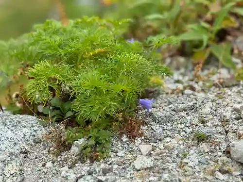 雄山神社峰本社の自然