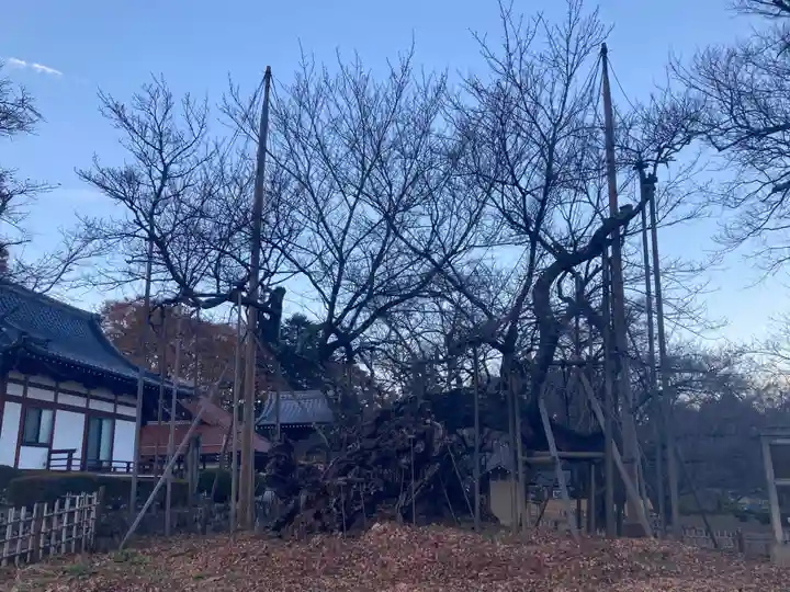 実相寺(山梨県)