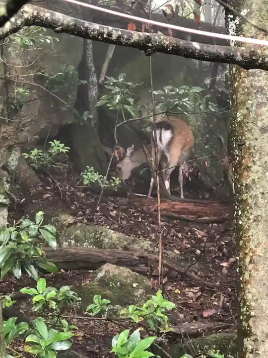御山神社(厳島神社奧宮)(広島県)