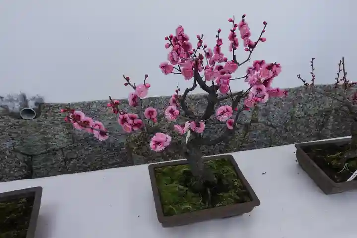 菅原天満宮(菅原神社)の自然