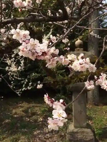 北野天満宮の庭園