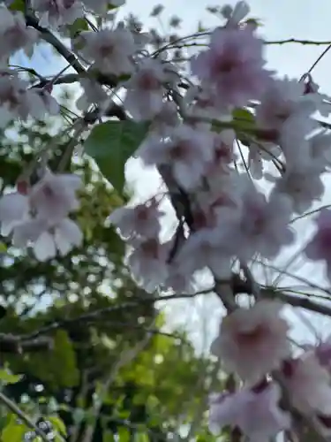 新橋浅間神社の自然