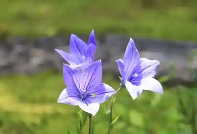 摩利支天堂 禅居庵(京都府)