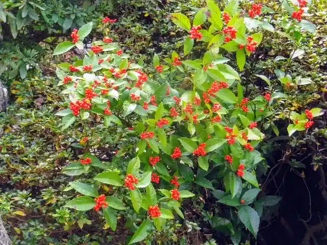 安國論寺(安国論寺)の自然