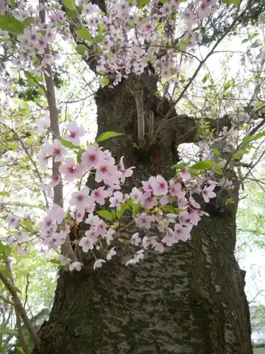 豊平神社の自然