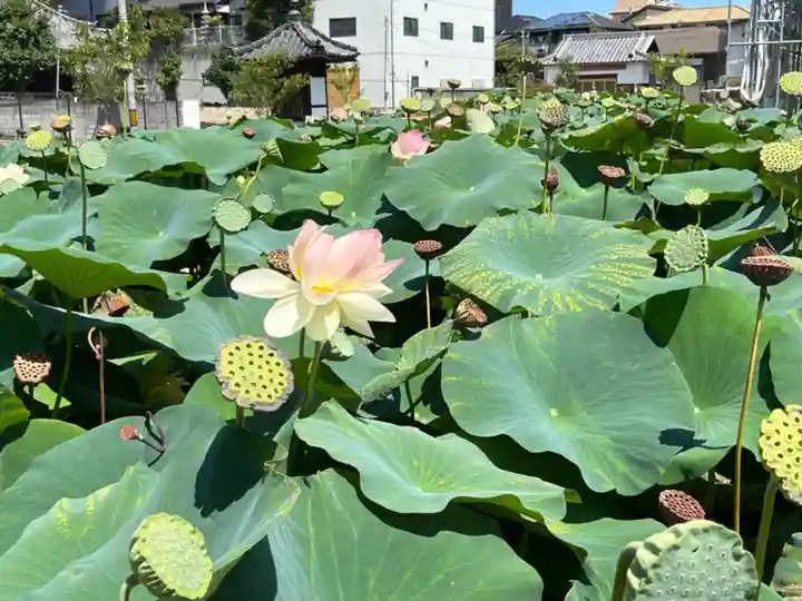 家原寺(大阪府)