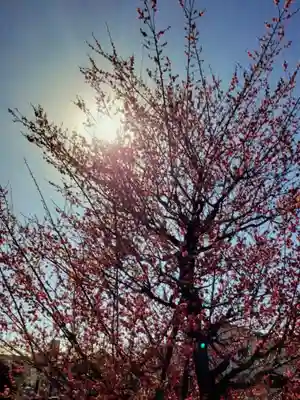 成願寺(東京都)