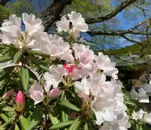 普門寺(切り絵御朱印発祥の寺)の自然(2022年04月04日(月) 11時34分36秒投稿)