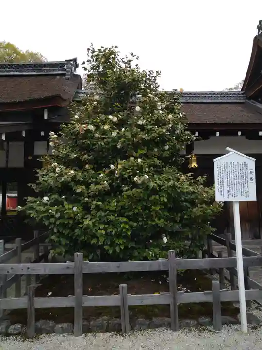 賀茂御祖神社(下鴨神社)の自然