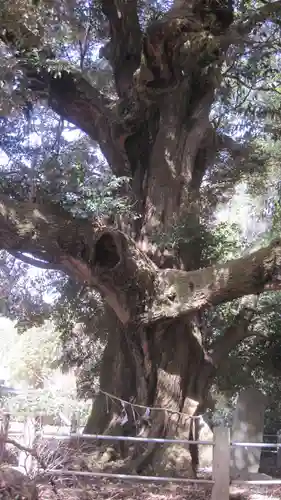 月讀神社(茨城県)