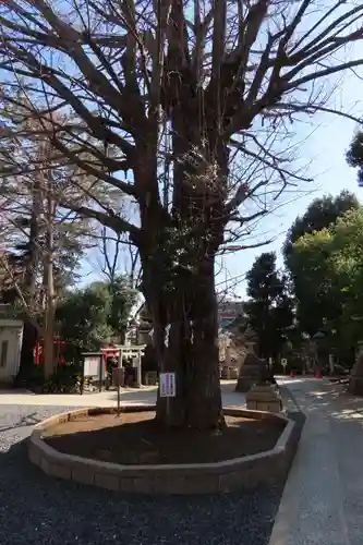 鳩森八幡神社の自然