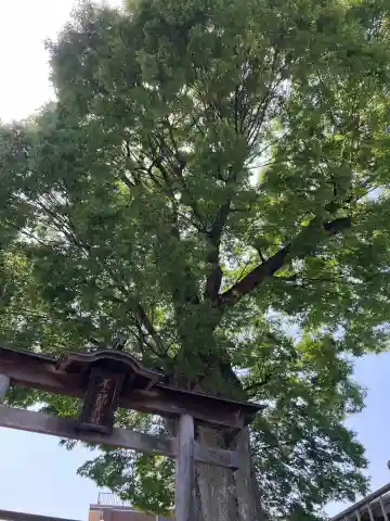 浅間神社の{uncategorized: "未分類", other: "その他", undefined: "問題あり", building: "その他建物", grave: "お墓", sacred_gate: "鳥居", guardian: "狛犬", statue: "像", buddha: "仏像", history: "歴史", nature: "自然", garden: "庭園", animal: "動物", pagoda: "塔", temizu: "手水舎", mountain_gate: "山門・神門", sanctuary: "本殿・本堂", subordinate: "末社・摂社", art: "芸術", scenery: "景色", jizo: "地蔵", ema: "絵馬", goshuin: "御朱印", omikuji: "おみくじ", items: "授与品その他", amulet: "お守り", goshuincho: "御朱印帳", eats: "食事", festival: "お祭り", votive_dance: "神楽", shichigosan: "七五三参", wedding: "結婚式", experience: "体験その他", initially: "初詣", around: "周辺", anti_infection: "感染症対策"}