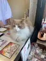 駒込妙義神社の{uncategorized: "未分類", other: "その他", undefined: "問題あり", building: "その他建物", grave: "お墓", sacred_gate: "鳥居", guardian: "狛犬", statue: "像", buddha: "仏像", history: "歴史", nature: "自然", garden: "庭園", animal: "動物", pagoda: "塔", temizu: "手水舎", mountain_gate: "山門・神門", sanctuary: "本殿・本堂", subordinate: "末社・摂社", art: "芸術", scenery: "景色", jizo: "地蔵", ema: "絵馬", goshuin: "御朱印", omikuji: "おみくじ", items: "授与品その他", amulet: "お守り", goshuincho: "御朱印帳", eats: "食事", festival: "お祭り", votive_dance: "神楽", shichigosan: "七五三参", wedding: "結婚式", experience: "体験その他", initially: "初詣", around: "周辺", anti_infection: "感染症対策"}