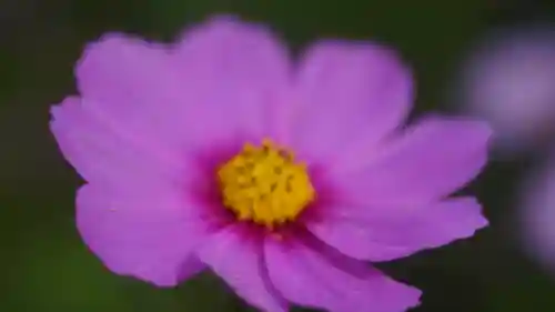 般若寺 ❁﻿コスモス寺❁(奈良県)