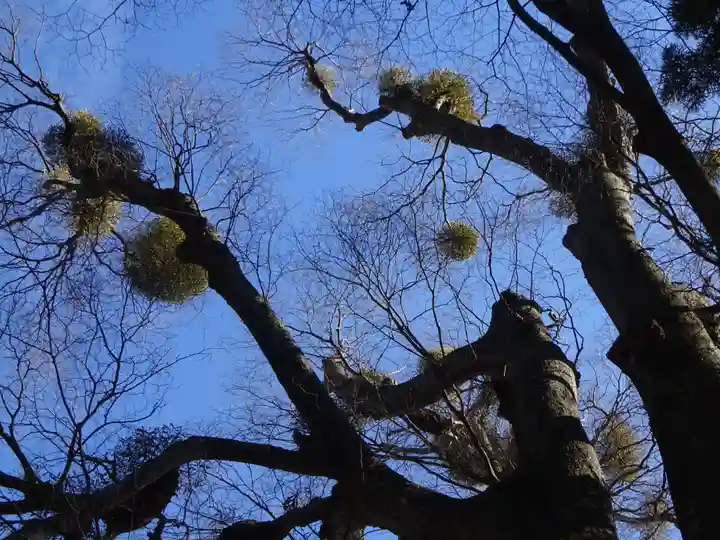 比々多神社の自然