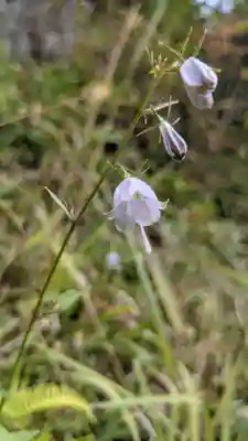 舌根寺廃寺・力寿の桜の自然