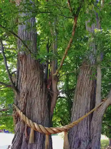 神社（洞爺湖中の島）の自然