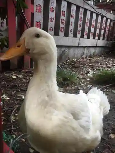 下谷神社の動物