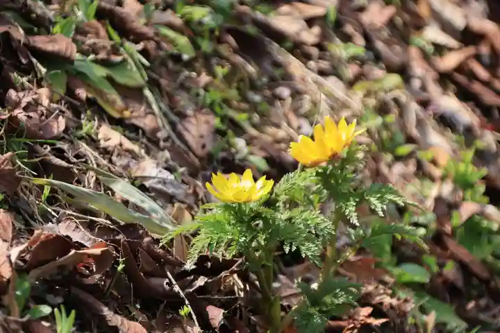 鹿島大神宮の自然