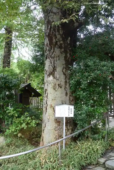 阿佐ヶ谷神明宮の自然