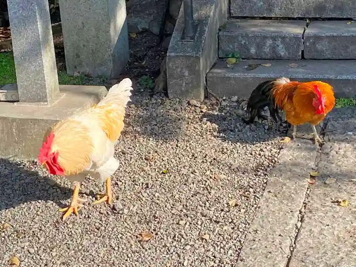 谷保天満宮の動物