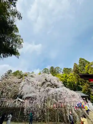 小川諏訪神社の自然