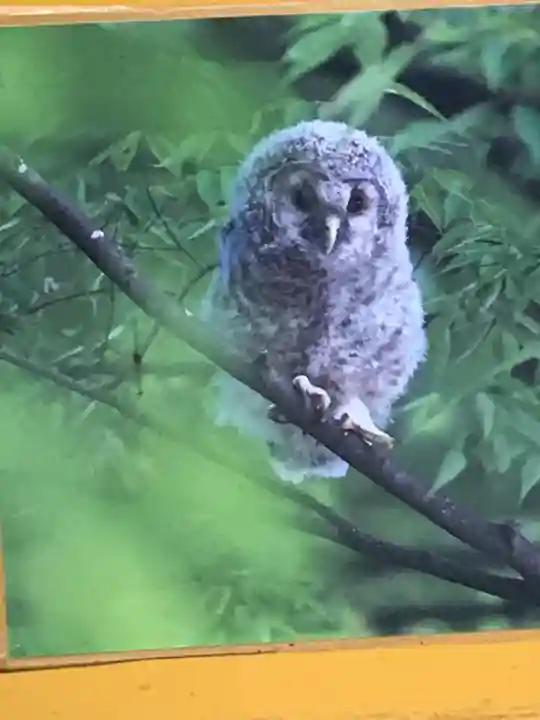野木神社のその他建物