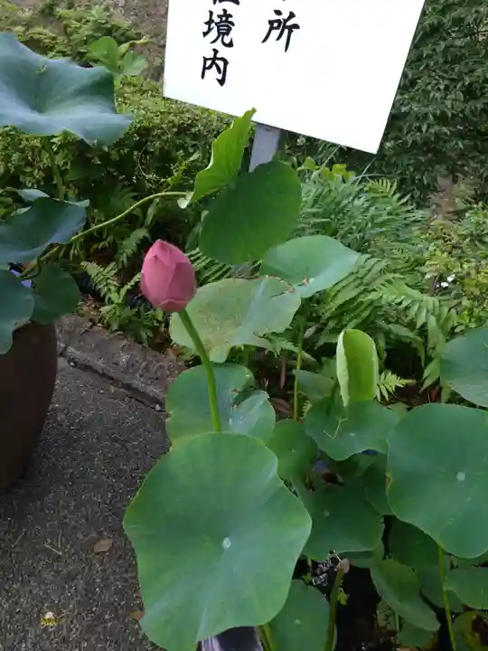 加藤神社(熊本県)